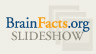 BrainFacts.org Slideshow